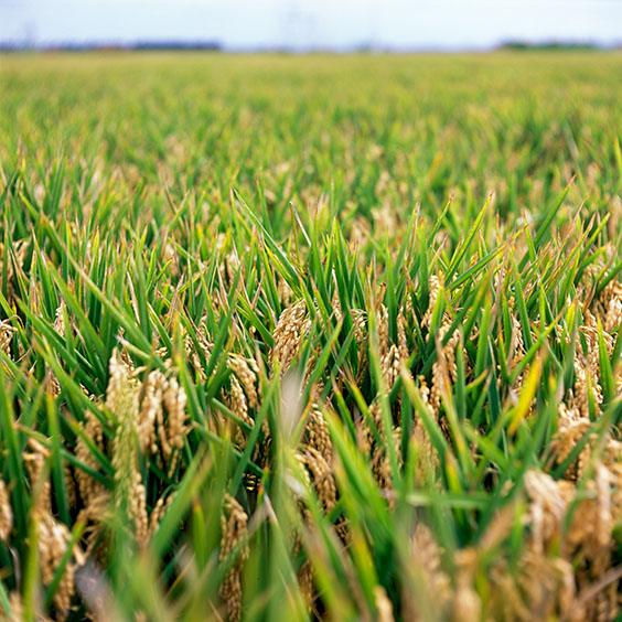 Rice cultivation in Albufera Natural Park, Spain 2014. A rice field in El Tremolar. Image: Michel Meijer
