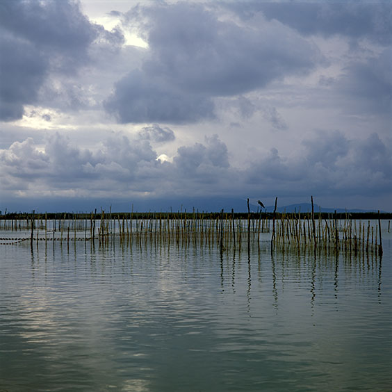 Rice cultivation in Albufera Natural Park, Spain 2014. Lake Albufera. Image: Michel Meijer