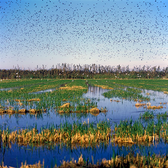 Rice cultivation in Albufera Natural Park, Spain 2014. Birds fly over a harvested rice field. Image: Michel Meijer