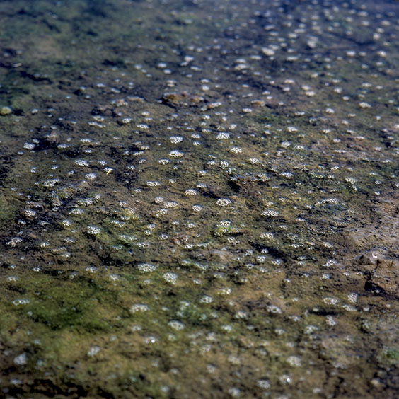 Rice cultivation in Albufera Natural Park, Spain 2014. The soil of a rice field in Albufera Natural Park. Image: Michel Meijer