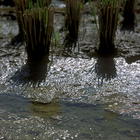 Rice cultivation in Albufera Natural Park, Spain 2014. Mown rice plants stand in the soil of a rice field in Albufera Natural Park. Image: Michel Meijer