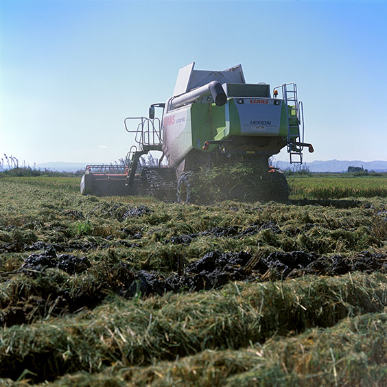 Rice cultivation in Albufera Natural Park, Spain 2014. Harvesting the rice with a combine harvester. Image: Michel Meijer