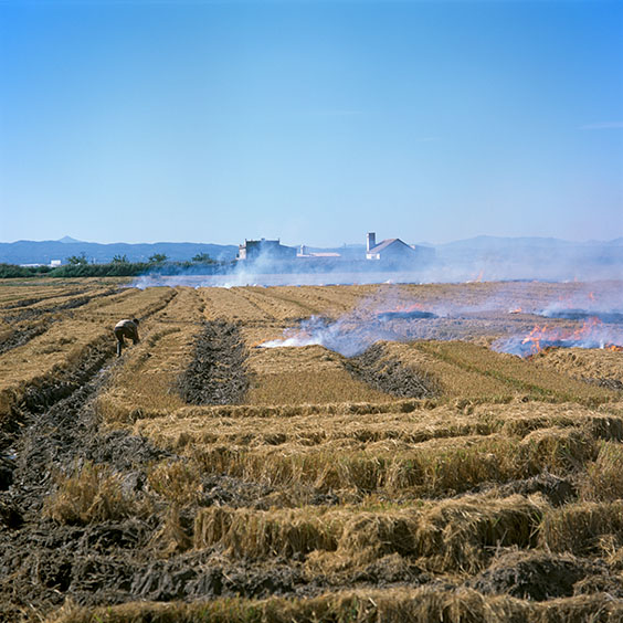 Rice cultivation in Albufera Natural Park, Spain 2014. A burning rice field. Image: Michel Meijer