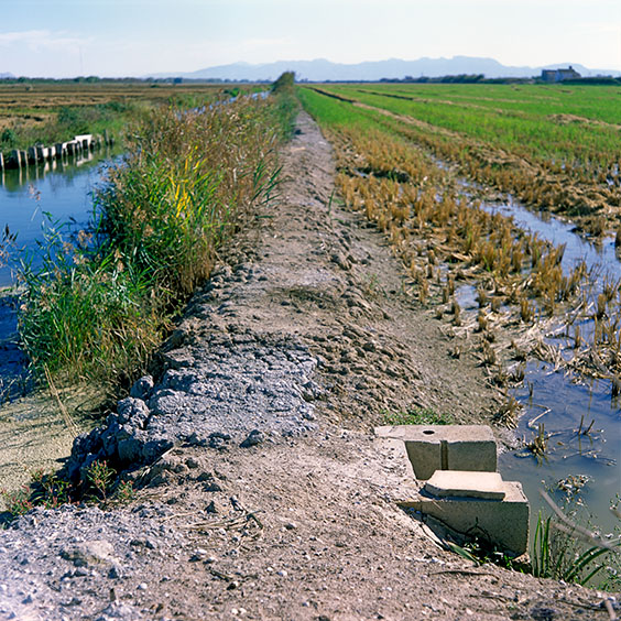 Rice cultivation in Albufera Natural Park, Spain 2014. Irrigation trench between canal and rice field. Image: Michel Meijer