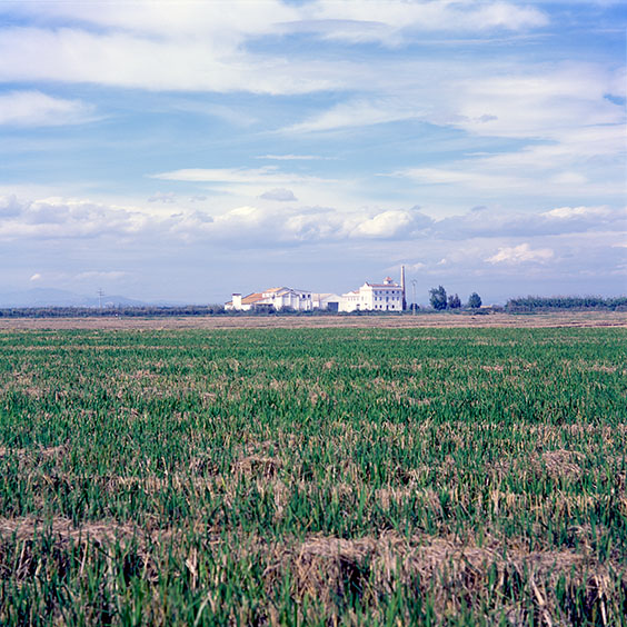Rice cultivation in Albufera Natural Park, Spain 2014. A farm surrounded by harvested rice fields in Albufera Natural Park. Image: Michel Meijer