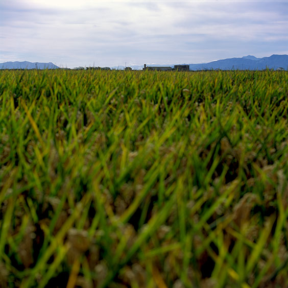 Rice cultivation in Albufera Natural Park, Spain 2014. A rice field in Albufera Natural Park. Image: Michel Meijer