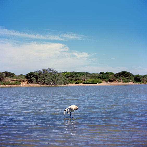 Rice cultivation in Albufera Natural Park, Spain 2015. A flamingo in Llac del Pujol in albufera Natural Park. Image: Michel Meijer