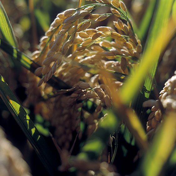 Rice cultivation in Albufera Natural Park, Spain 2015. Ear of rice in Albufera Natural Park. Image: Michel Meijer