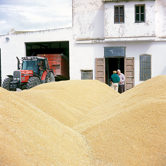 Rice cultivation in Albufera Natural Park, Spain 2015. Harvested rice lies drying on the yard of Farm Estell. Image: Michel Meijer
