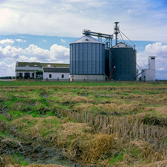Rice cultivation in Albufera Natural Park, Spain 2015. Farm Estell. Image: Michel Meijer