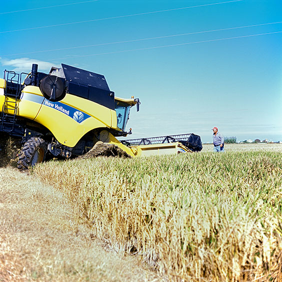 Rice cultivation in Albufera Natural Park, Spain 2015. A combine harvester moves into a rice field. Image: Michel Meijer