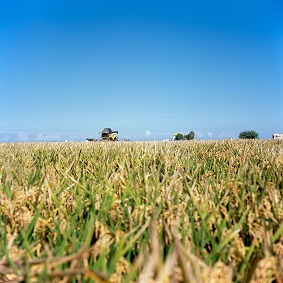 Rice cultivation in Albufera Natural Park, Spain 2015. A combine harvests rice in Albufera Natural Park. Image: Michel Meijer