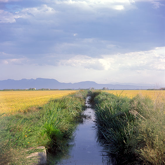 Rice cultivation in Albufera Natural Park, Spain 2015. An irrigation canal between two rice fields. Image: Michel Meijer