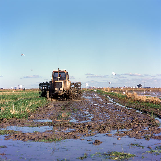Rice cultivation in Albufera Natural Park, Spain 2022. A tractor mixes residues of the rice plants with the soil of the rice field. Image: Michel Meijer