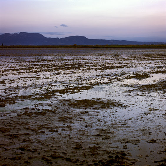 Rice cultivation in Albufera Natural Park, Spain 2022. Bare rice field in wintertime. Image: Michel Meijer