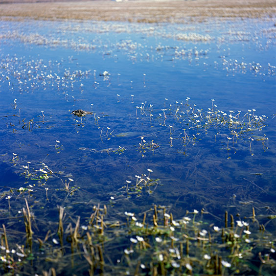 Rice cultivation in Albufera Natural Park, Spain 2022. A flooded rice field in Albufera Natural Park during wintertime. Image: Michel Meijer