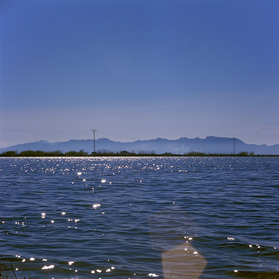 Rice cultivation in Albufera Natural Park, Spain 2022. A flooded rice field in Albufera Natural Park during wintertime. Image: Michel Meijer