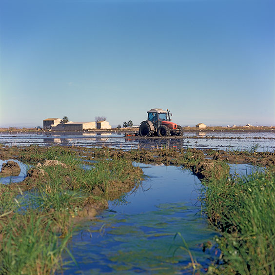 Rice cultivation in Albufera Natural Park, Spain 2022. A tractor mixes remnants of rice plants with the top layer of the soil. Image: Michel Meijer