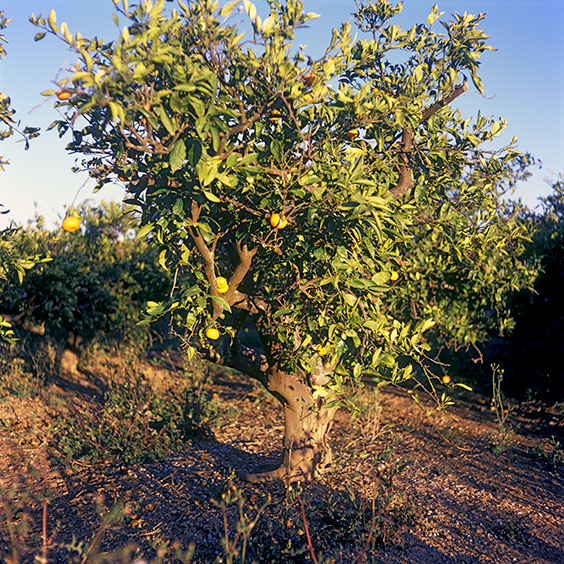 Rice cultivation in Albufera Natural Park, Spain 2022. An orange tree in an orchard in Albufera Natural Park. Image: Michel Meijer