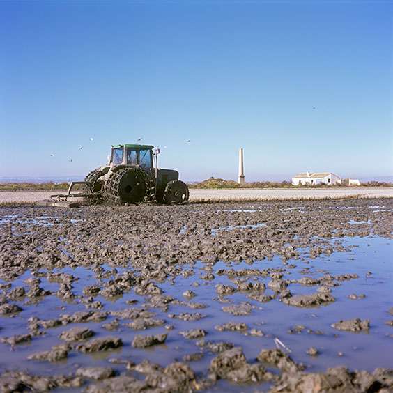 Rice cultivation in Albufera Natural Park, Spain 2022. A tractor mixes the residues of rice plants with the topsoil of the rice field. Image: Michel Meijer