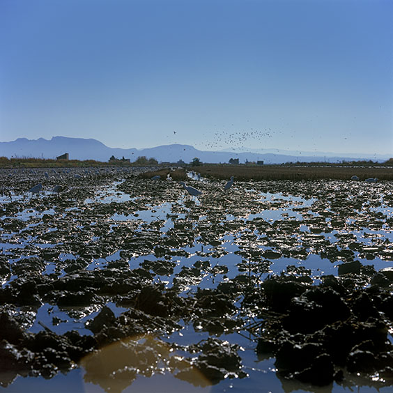 Rice cultivation in Albufera Natural Park, Spain 2022. White Herons and other birds search for food in a rice field while stirring up the soil. Image: Michel Meijer
