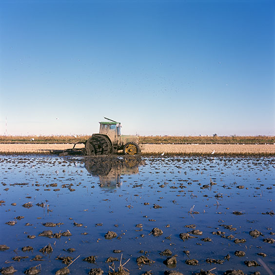 Rice cultivation in Albufera Natural Park, Spain 2022. The remaining residues of the rice plants are mixed with the topsoil of the rice field using a tractor. Image: Michel Meijer