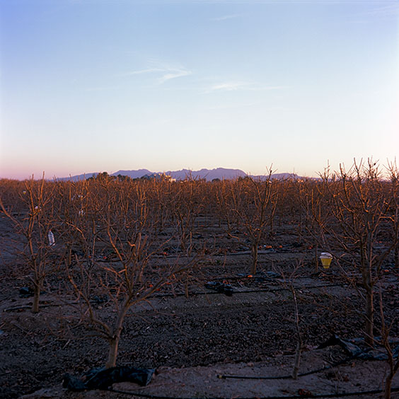 Rice cultivation in Albufera Natural Park, Spain 2022. An Orchard with khaki fruit trees. Image: Michel Meijer