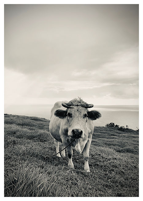 Cow Eine Kuh auf einer Wiese. Eine Arbeit von Radek Dabrowski.
