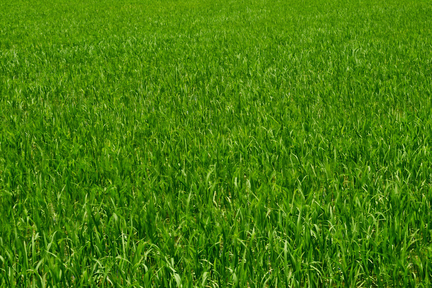 Ricefield in the Ebro Delta, Spain 2017 - image: Michel Meijer