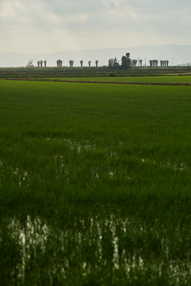 Ricefields in the Ebro Delta, Spain 2017 - image: Michel Meijer