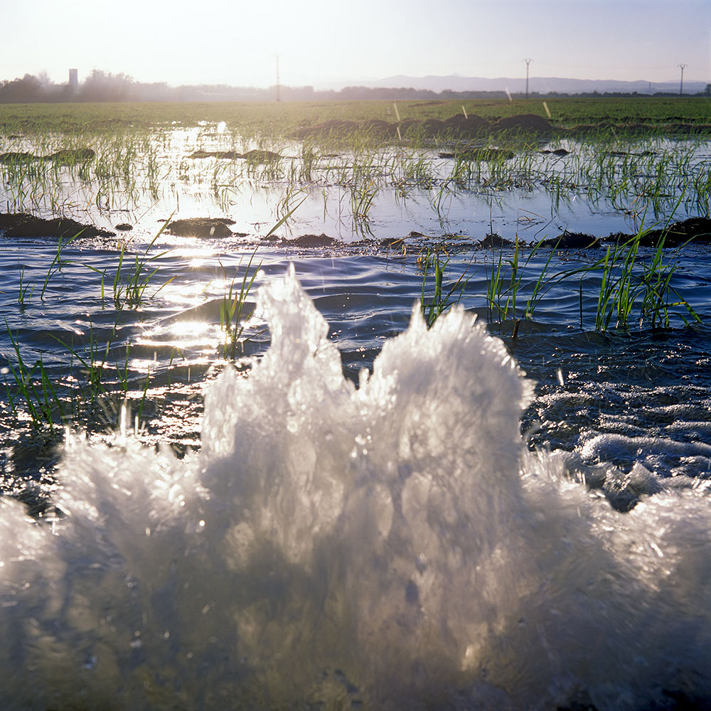 Albufera Natural Park, Spain 2014 - image: Michel Meijer