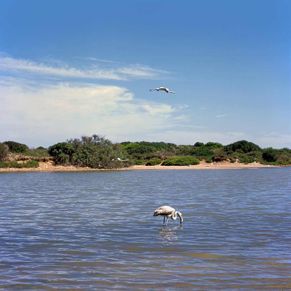 Albufera Natural Park, Spain 2015 - image: Michel Meijer