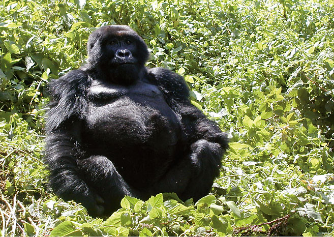 Ein Berggorilla sitzt im Dschungel. Foto: Gary Harrison.