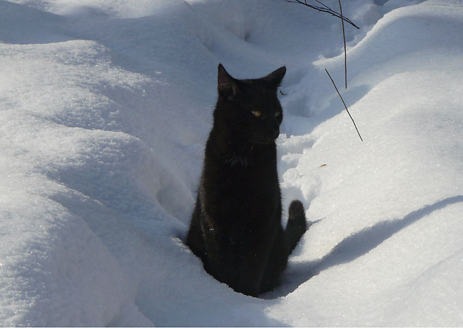 Eine schwarze Katze sitzt im Schnee.  Eine Arbeit von Marcel Schock.